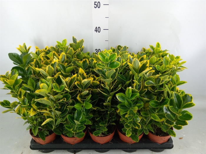 <h4>Euonymus japon. 'Aureus'</h4>
