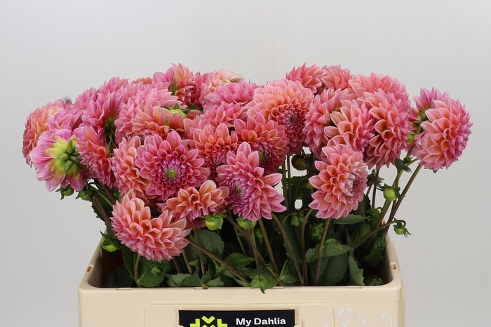 DAHLIA LINDA'S BABY