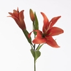 AF Lilium Orien x3 73cm Orange