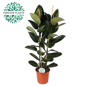 Ficus Elastica Robusta p24 (2pp)