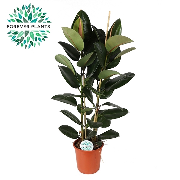 <h4>Ficus Elastica Robusta p24 (2pp)</h4>