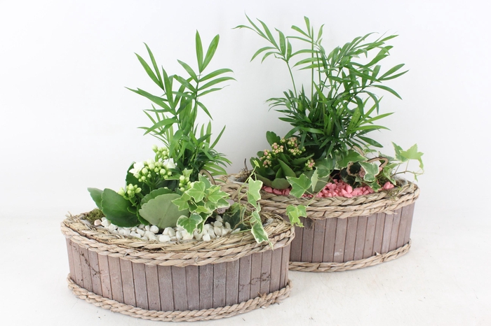 <h4>arr2 PL - Hout kano 338/3 - roze/wit</h4>