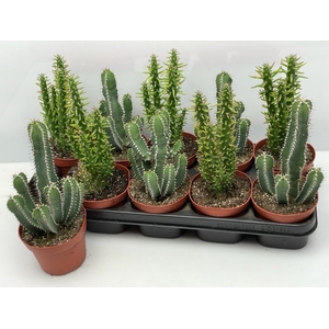 Cactus Gem