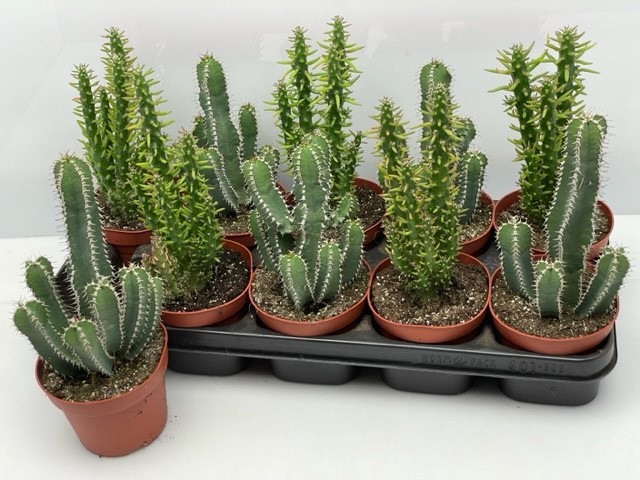 Cactus Gem