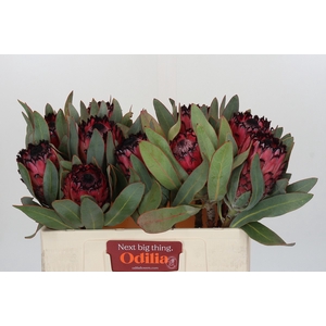 Protea Barbigera Ruby Princess Air