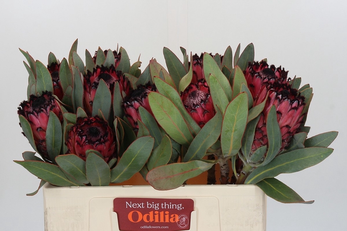 Protea Barbigera Ruby Princess Air