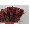 Leucadendron Jester