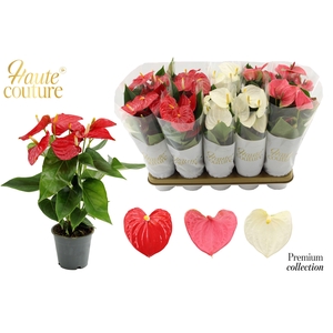 Anthurium 12 cm 3 color mix in Haute Couture sleeve