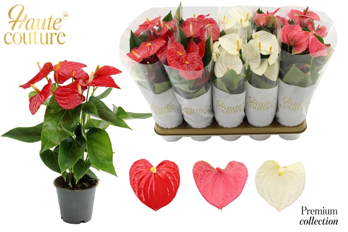 <h4>Anthurium 12 cm 3 color mix in Haute Couture sleeve</h4>