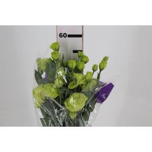 LISIANTHUS ROSANE II GREEN 050 CM