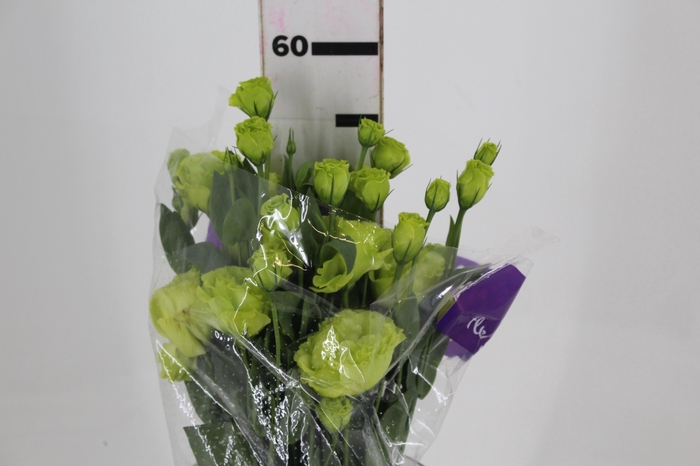 <h4>LISIANTHUS ROSANE II GREEN 050 CM</h4>