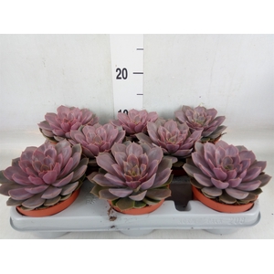 Echeveria   ...