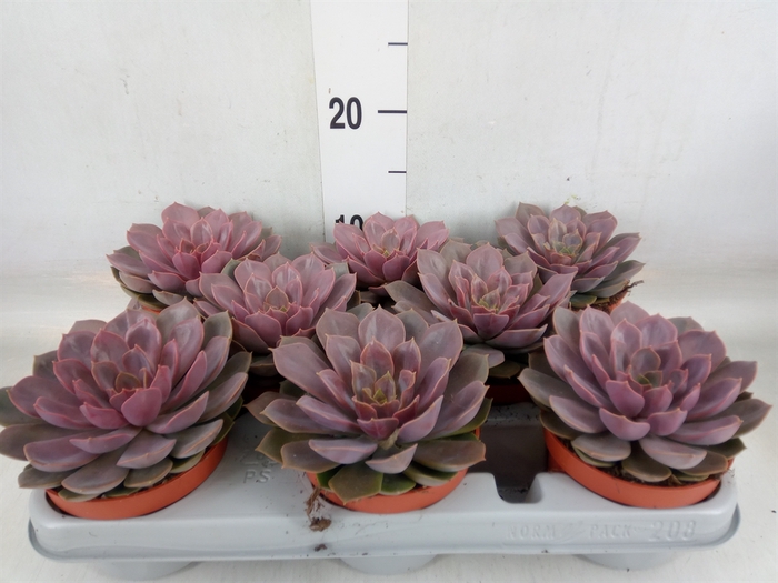 <h4>Echeveria   ...</h4>