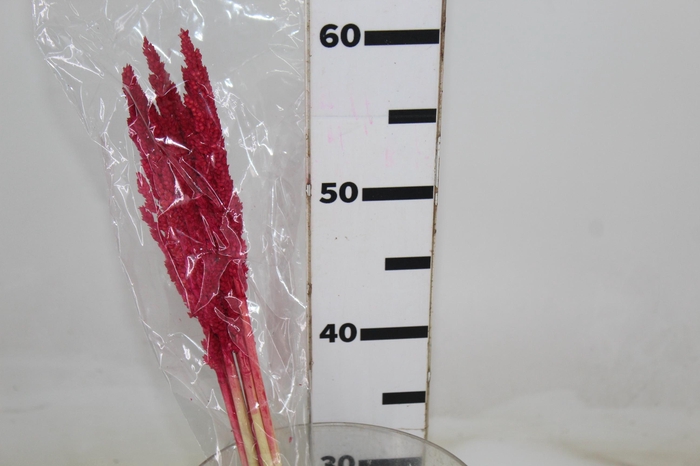 <h4>SORGO DESIDRATADA</h4>