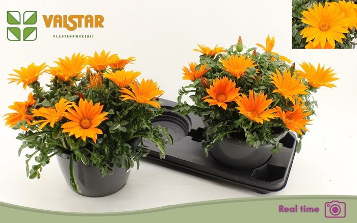 <h4>GAZ R DEEP ORANGE</h4>