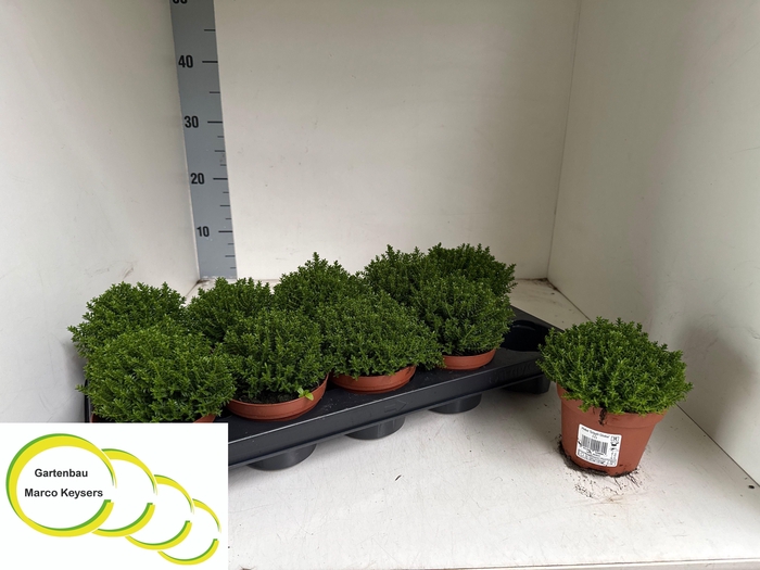 <h4>HEBE EMERALD</h4>