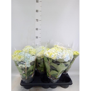 Hydrangea mac. 'Vuurwerk Violet'