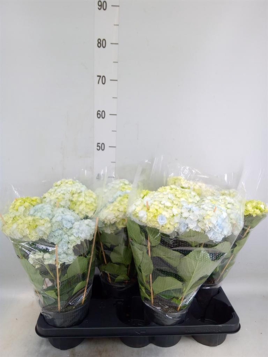 <h4>Hydrangea mac. 'Vuurwerk Violet'</h4>