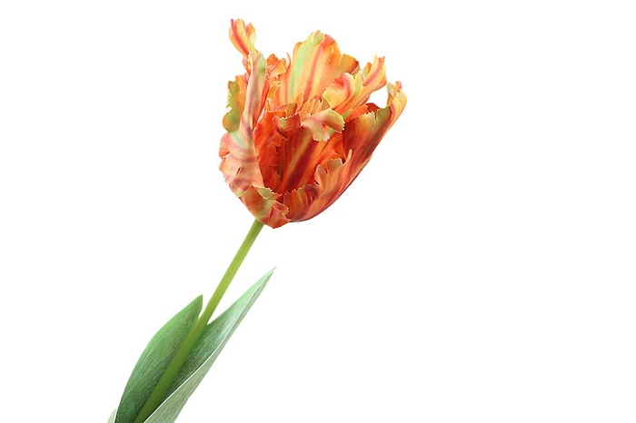 <h4>Tulipa Orange</h4>