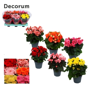 Begonia mix 14 cm (5 kleuren) Decorum