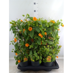 Thunbergia  'Suzie Orange wEye'