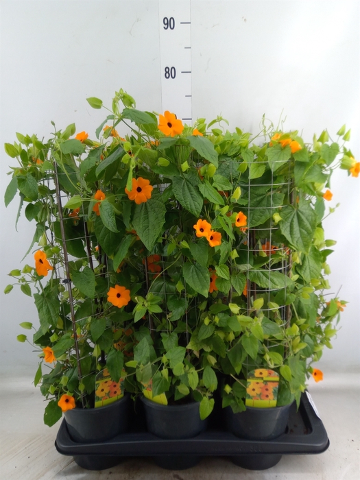 <h4>Thunbergia  'Suzie Orange wEye'</h4>