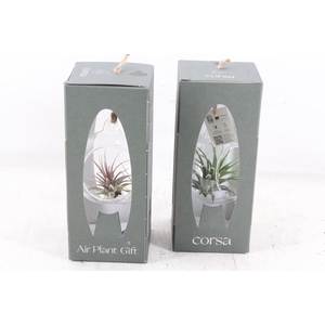 Arr3 Cp - Mini Glas Bol Giftbox X6