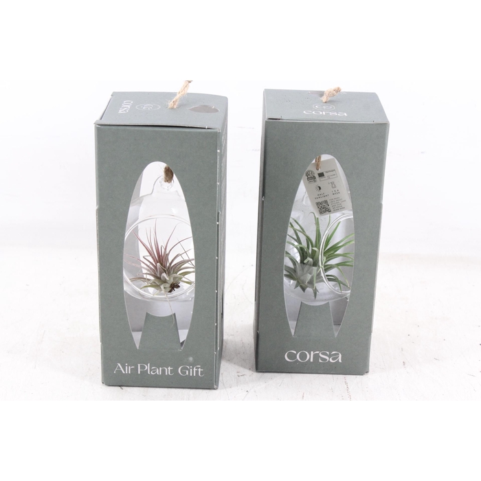 <h4>Arr3 Cp - Mini Glas Bol Giftbox X6</h4>