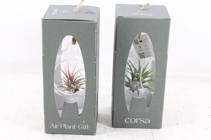 <h4>arr3 CP - Mini glas bol giftbox x6</h4>