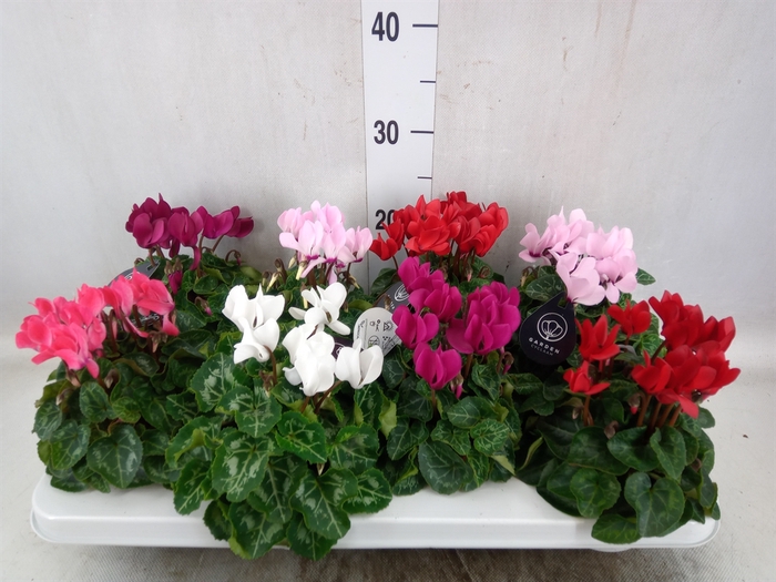 <h4>Cyclamen KL   ...patio</h4>