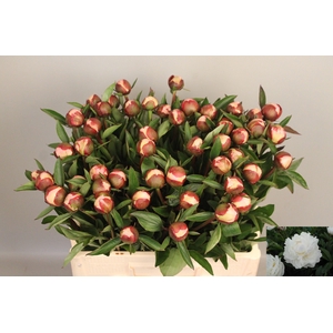 PAEO L GARDENIA