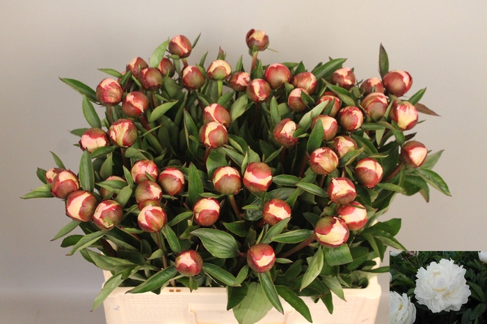 <h4>PAEO L GARDENIA</h4>