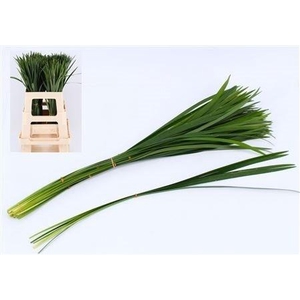 DECOGROEN OV