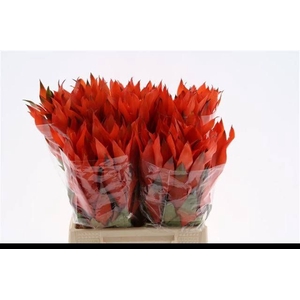 BROMELIABLOEM