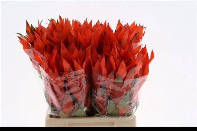 <h4>BROMELIABLOEM</h4>