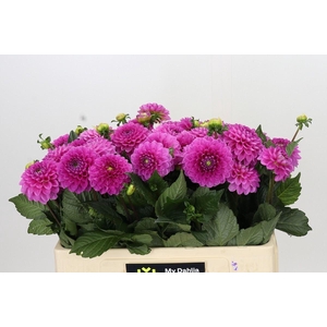 Dahlia BA 'Dark Wizard'