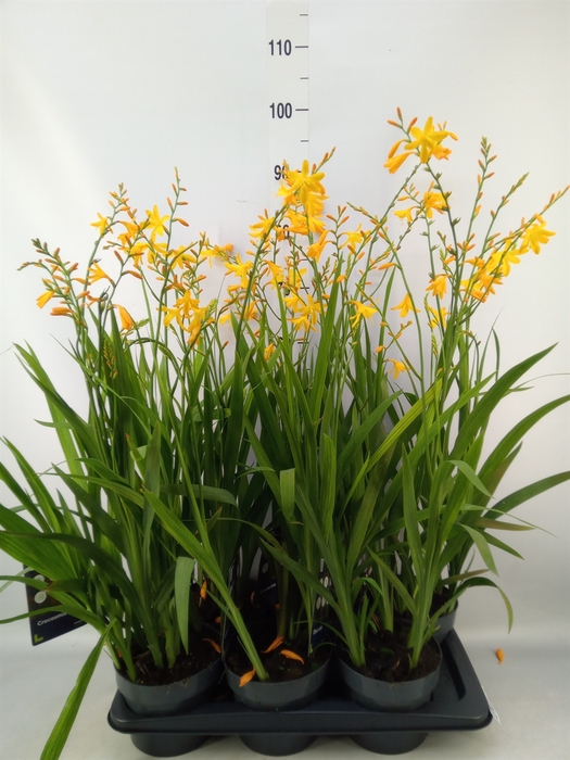 <h4>Crocosmia  'Carmine Brilliant'</h4>