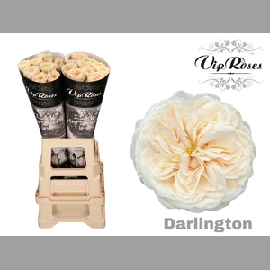 R GR DARLINGTON x20
