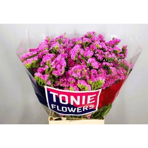 Statice Dark Pink Tonie