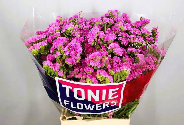 <h4>Statice Dark Pink Tonie</h4>