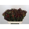 Leucadendron Saf Sunset Dark R.