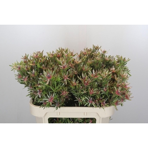 Leucadendron Ayoba Star Pearl