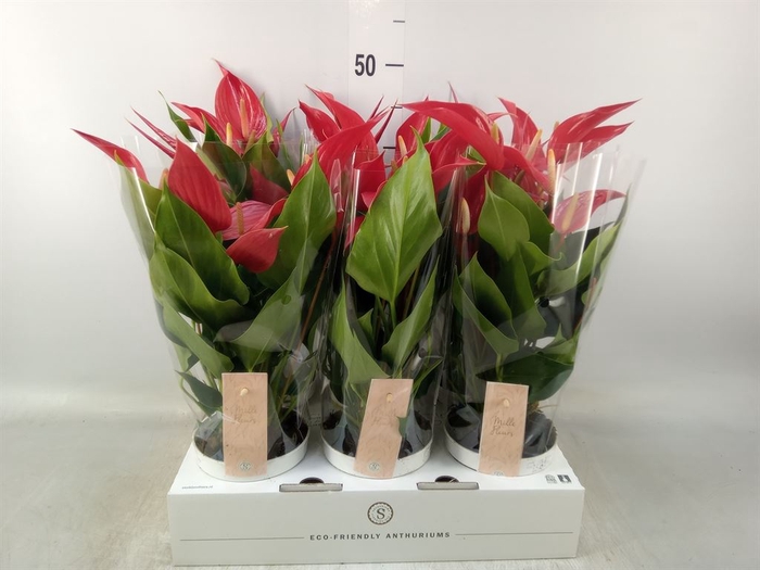 <h4>Anthurium  'Banderola Roja'</h4>