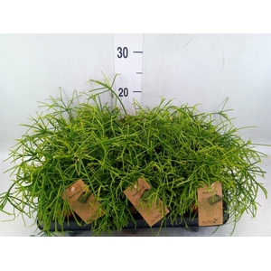 Rhipsalis baccifera 'Oasis'