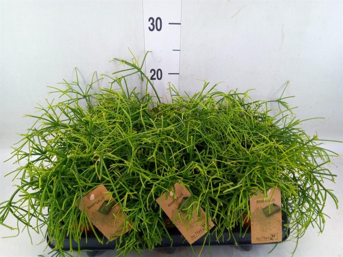 <h4>Rhipsalis baccifera 'Oasis'</h4>