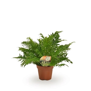 Blechnum gibbum 'Silver Lady'