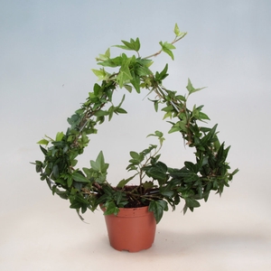 HEDERA HELIX P6 KERSTBOOM