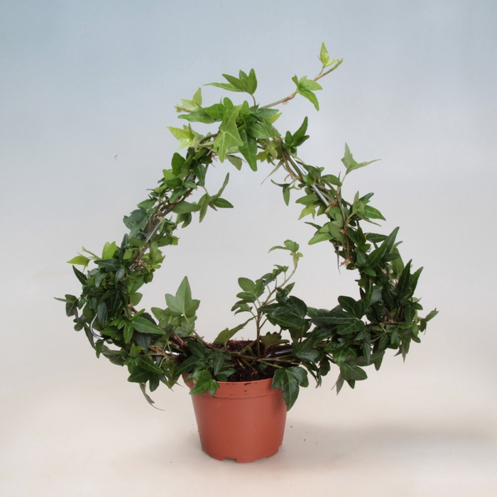 <h4>HEDERA HELIX P6 KERSTBOOM</h4>