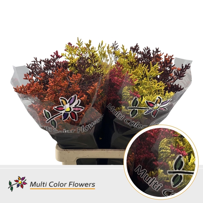 <h4>Limonium DYED MIx Autumn</h4>