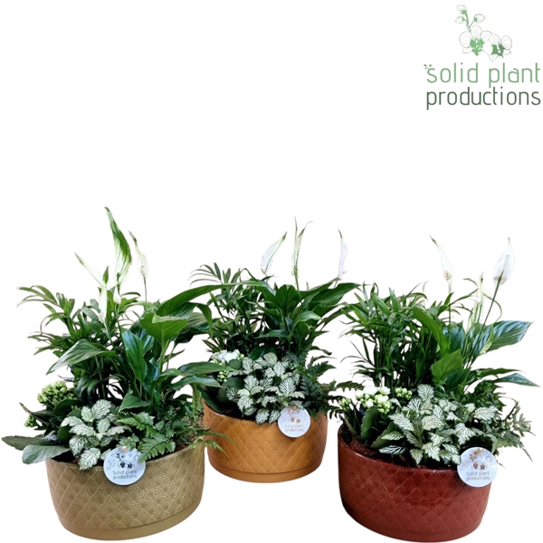 <h4>NV009 Izabella Autumn Chamaedorea Spathyphillum 5PP</h4>